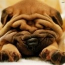 Cane sharpei