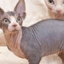 Il gatto sphynx