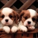 I cani di taglia piccola: oltre la moda c’è di più