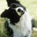 Il cane Border Collie