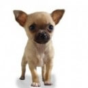 Il cane Chihuahua: un piccolo gioiello