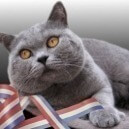 Il gatto British Shorthair: un perfetto londinese