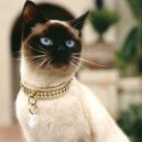 Il gatto Siamese