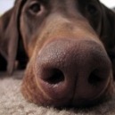 L’olfatto dei cani: quanto è importante?
