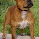 Staffordshire Bull Terrier
