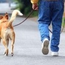 Come abituare i cuccioli alla vita metropolitana