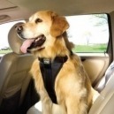 I consigli più utili per la sicurezza del tuo cane