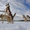 Sleddog: come farsi trainare dal cane