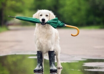 Come proteggere i cani dal freddo