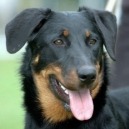 Il Beauceron: caratteristiche e standard