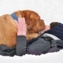 Vacanze invernali con il pet