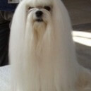 Il cane Maltese