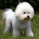 Il cane Bolognese
