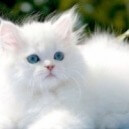 Il gatto Persiano