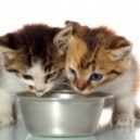 L’alimentazione per i gatti