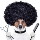 Come accogliere il cane per la toeletta